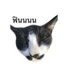Thai cats（個別スタンプ：13）
