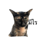 Thai cats（個別スタンプ：14）