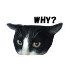 Thai cats（個別スタンプ：15）