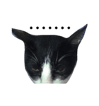 Thai cats（個別スタンプ：16）