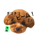 toypoodle sirasusenpai4（個別スタンプ：1）