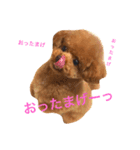 toypoodle sirasusenpai4（個別スタンプ：6）