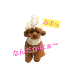 toypoodle sirasusenpai4（個別スタンプ：9）