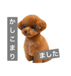 toypoodle sirasusenpai4（個別スタンプ：11）