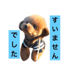 toypoodle sirasusenpai4（個別スタンプ：12）