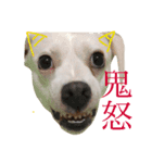 柴犬と白い雑種犬-15（個別スタンプ：22）