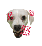 柴犬と白い雑種犬-15（個別スタンプ：23）