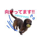 ぶーぼー（個別スタンプ：5）