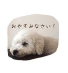 ぐれいとしろ（個別スタンプ：5）