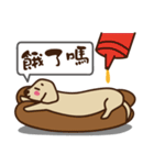 Dachshund's daily（個別スタンプ：13）