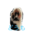 くーちゃんとみーちゃんとちーちゃんのてて（個別スタンプ：18）