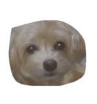 かわいい犬！（個別スタンプ：1）