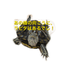 かめおくん（個別スタンプ：1）