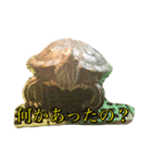 かめおくん（個別スタンプ：3）