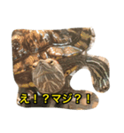 かめおくん（個別スタンプ：6）