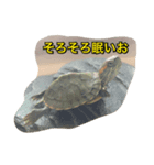 かめおくん（個別スタンプ：8）