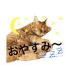 そらちゃんスタンプ1（個別スタンプ：3）