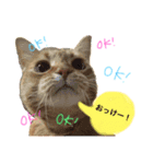 そらちゃんスタンプ1（個別スタンプ：6）