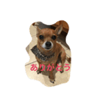 チワワの太郎と仲間たち（個別スタンプ：3）