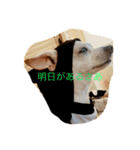 チワワの太郎と仲間たち（個別スタンプ：8）