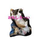 チワワの太郎と仲間たち（個別スタンプ：18）