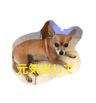 チワワの太郎と仲間たち（個別スタンプ：20）