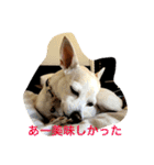 チワワの太郎と仲間たち（個別スタンプ：21）