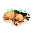 チワワの太郎と仲間たち（個別スタンプ：23）