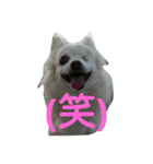 えびぃちりぃ（個別スタンプ：4）
