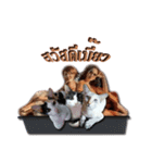 Cat beautiful wing wing WnG (Double-u)（個別スタンプ：1）