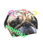 puggyemoji（個別スタンプ：1）