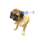 puggyemoji（個別スタンプ：2）