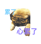 puggyemoji（個別スタンプ：3）