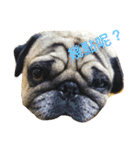 puggyemoji（個別スタンプ：6）
