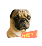 puggyemoji（個別スタンプ：8）