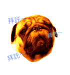 puggyemoji（個別スタンプ：9）