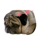 puggyemoji（個別スタンプ：12）