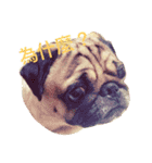puggyemoji（個別スタンプ：13）