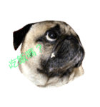 puggyemoji（個別スタンプ：14）