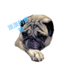 puggyemoji（個別スタンプ：15）
