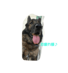 Shepherd.jack（個別スタンプ：1）