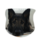 Shepherd.jack（個別スタンプ：3）