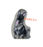 Shepherd.jack（個別スタンプ：5）