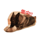 Shepherd.jack（個別スタンプ：6）