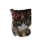 動物大集合！（個別スタンプ：2）