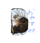 動物大集合！（個別スタンプ：3）