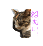 動物大集合！（個別スタンプ：4）