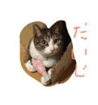 動物大集合！（個別スタンプ：5）