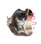 動物大集合！（個別スタンプ：7）