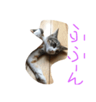 動物大集合！（個別スタンプ：11）